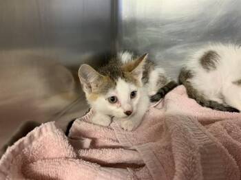 A232315 -  Domestic Short Hair Cat for Adoption in Grand Prairie, Texas - A232315 | PetCurious