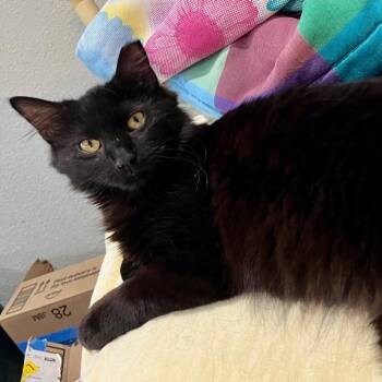 Domestic Medium Hair Cats Available for Adoption - Cinderella | PetCurious