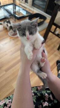 Pecorino -  Domestic Short Hair Cat for Adoption in Ben Avon, Pennsylvania - Pecorino | PetCurious