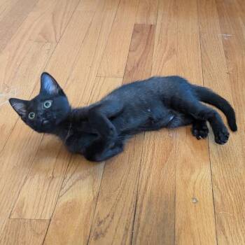 Domestic Short Hair Cats Available for Adoption in Potomac, Maryland - Tortellini