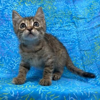Chevy -  Domestic Short Hair Cat for Adoption in Folsom, Louisiana - Chevy | PetCurious