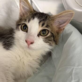 Domestic Long Hair Cats Available for Adoption - Scotch | PetCurious