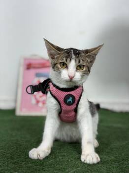 Cabernet-One of our Amazing Rescue Cats -  Tabby and Manx Cat for Adoption in Carlsbad, California - Cabernet-One Of Our Amazing Rescue Cats | PetCurious