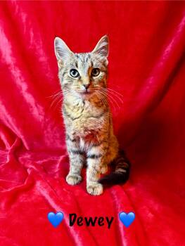 Rescue Tabby Cats for Adoption in Copley, Ohio - Dewey | PetCurious