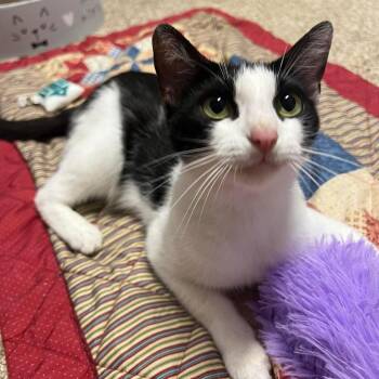 Rescue Domestic Short Hair Cats for Adoption in Jacksonville, Florida - Opal | PetCurious