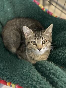 Gooseberry -  Domestic Short Hair Cat for Adoption in Roanoke, Virginia - Gooseberry | PetCurious