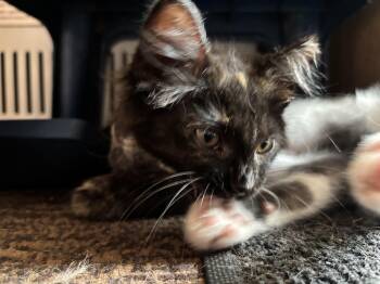Rosie -  Tortoiseshell Cat for Adoption in Cleveland, Ohio - Rosie | PetCurious