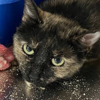 Rescue Domestic Short Hair Cats for Adoption in Cumming, Georgia - Faline | PetCurious