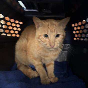 Domestic Short Hair Cats Available for Adoption in Garfield, Arkansas - Squash | PetCurious