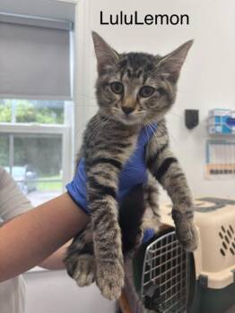 Lululemon -  Domestic Short Hair Cat for Adoption in Cambridge, Maryland - Lululemon | PetCurious
