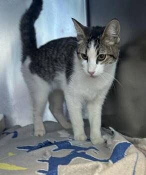 Gordon -  Domestic Short Hair Cat for Adoption in El Paso, Texas - Gordon | PetCurious