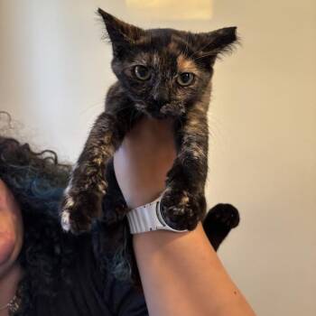 Truffle C71367 -  Domestic Short Hair Cat for Adoption in Minnetonka, Minnesota - Truffle C71367 | PetCurious
