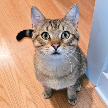 Tabby Cats Available for Adoption in Chicago, Illinois - Thunder | PetCurious