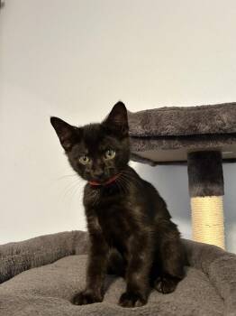 Paddington -  Domestic Short Hair Cat for Adoption in Fort Worth, Texas - Paddington | PetCurious