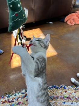 Rescue Domestic Short Hair Cats for Adoption in Newberg, Oregon - Murphy | PetCurious