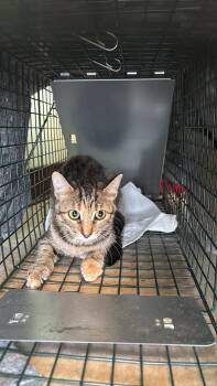 Thomas Cat 10 -  Domestic Short Hair Cat Available for Adoption in New Braunfels, Texas - Thomas Cat 10 | PetCurious