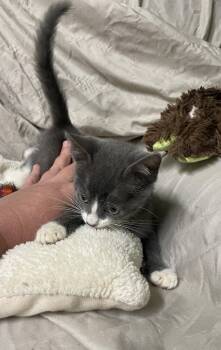 Twinkle -  Domestic Short Hair Cat for Adoption in Stover, Missouri - Twinkle | PetCurious