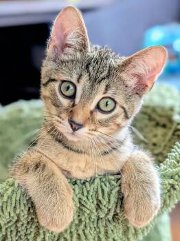 Rescue Domestic Short Hair Cats for Adoption in Woodstock, Illinois - Venus | PetCurious