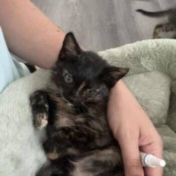 Clefairy -  Domestic Short Hair Cat Available for Adoption in West Palm Beach, Florida - Clefairy | PetCurious