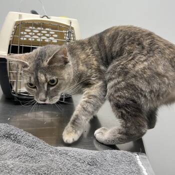 Pepper -  Domestic Short Hair Cat for Adoption in Fairfax Station, Virginia - Pepper | PetCurious