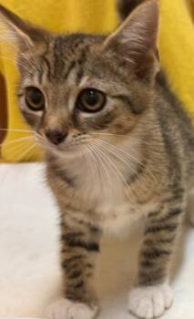 MOWGLI -  Domestic Short Hair Cat for Adoption in Elizabethton, Tennessee - MOWGLI | PetCurious