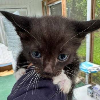 Squeegee -  Domestic Short Hair Cat for Adoption in Volcano, Hawaii - Squeegee | PetCurious