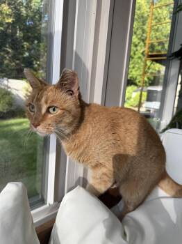 Rescue Domestic Short Hair Cats for Adoption in Ottawa Hills, Ohio - Goldie | PetCurious