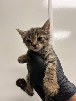LINGUINI -  Domestic Short Hair Cat for Adoption in Ontario, California - LINGUINI | PetCurious