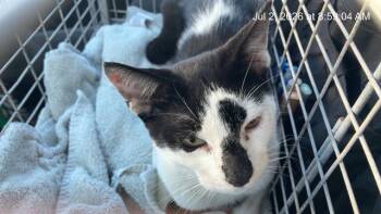 A385316 -  Domestic Short Hair Cat for Adoption in Ocala, Florida - A385316 | PetCurious