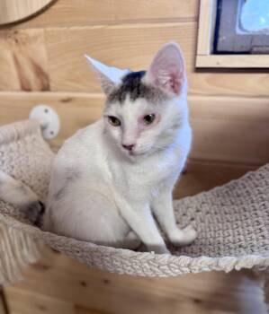 American Shorthair Cats Available for Adoption - Sweetie Pie | PetCurious