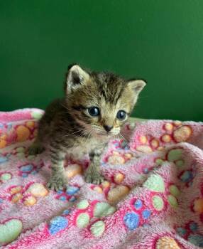 McNugget -  Domestic Short Hair Cat for Adoption in Leonardtown, Maryland - McNugget | PetCurious