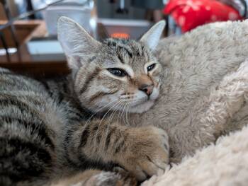 Rescue Domestic Short Hair Cats for Adoption in Cleburne, Texas - June Bug | PetCurious