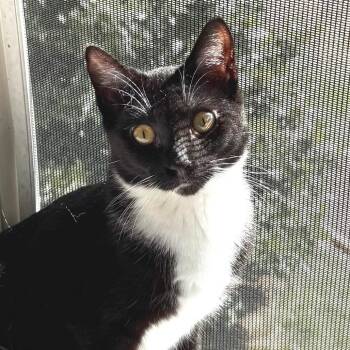 Smoothie -  Domestic Short Hair Cat for Adoption in Chapel Hill, North Carolina - Smoothie | PetCurious