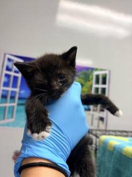 Domestic Short Hair Cats Available for Adoption in North Charleston, South Carolina - 3753B Whiskey Adoption Ambassador | PetCurious