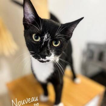 Nouveau -  Domestic Short Hair Cat for Adoption in Brownsboro, Alabama - Nouveau | PetCurious
