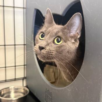 Avena -  Domestic Short Hair Cat for Adoption in Houston, Texas - Avena | PetCurious