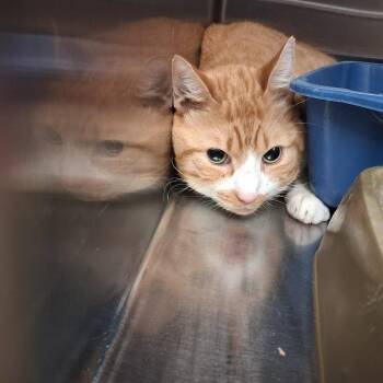 Pushpop -  Domestic Short Hair Cat for Adoption in Gautier, Mississippi - Pushpop | PetCurious