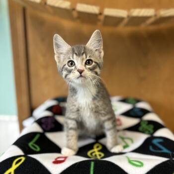 Domestic Short Hair Cats Available for Adoption in Fargo, North Dakota - Legato--In Foster | PetCurious