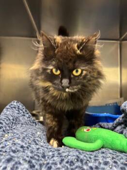 Domestic Long Hair Cats Available for Adoption in Findlay, Ohio - Phoebe | PetCurious