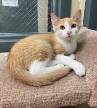 Rescue Domestic Short Hair Cats for Adoption in Mason City, Iowa - Sunny D | PetCurious