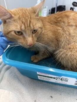 Clancy -  Domestic Short Hair Cat for Adoption in Lafayette, Indiana - Clancy | PetCurious