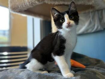 Rescue Domestic Short Hair Cats for Adoption in Santa Clara, California - AUDREY | PetCurious