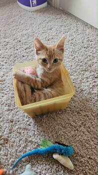 Poppy -  Domestic Short Hair Cat for Adoption in Mansfield, Texas - Poppy | PetCurious