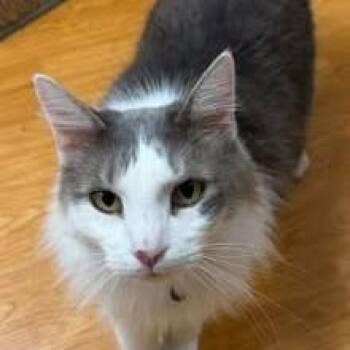 Jacob -  Domestic Medium Hair Cat for Adoption in Mauston, Wisconsin - Jacob | PetCurious