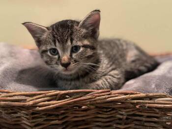Rescue Domestic Short Hair Cats for Adoption in West Mifflin, Pennsylvania - Baker | PetCurious