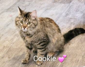 Cookie -  Domestic Medium Hair Cat for Adoption in Las Vegas, Nevada - Cookie | PetCurious
