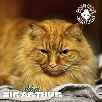 Domestic Long Hair Cats Available for Adoption - Sir Arthur | PetCurious