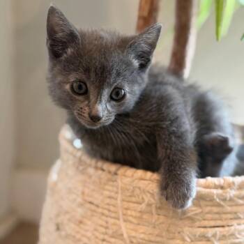 Grayson -  Domestic Short Hair Cat for Adoption in Westminster, California - Grayson | PetCurious