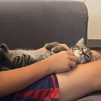 Ginger -  Domestic Short Hair Cat for Adoption in Washougal, Washington - Ginger | PetCurious
