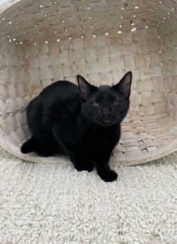Gordo -  Domestic Short Hair Cat for Adoption in Bowling Green, Kentucky - Gordo | PetCurious